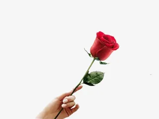 手拿玫瑰花免抠