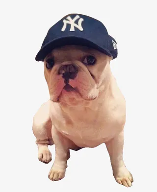 戴帽子的够免抠