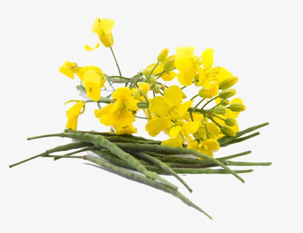 芥末油菜花特写免抠