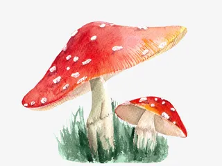 绿色草丛上的蘑菇免抠