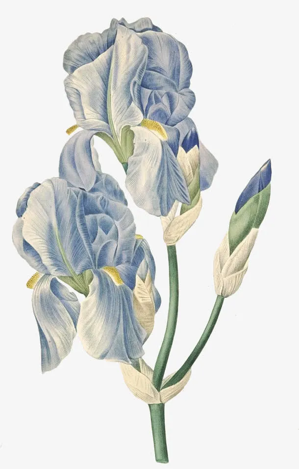 蓝色手绘唯美花朵开放免抠