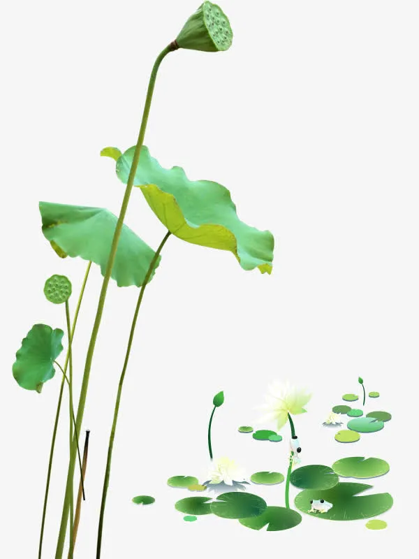 夏日荷花免抠