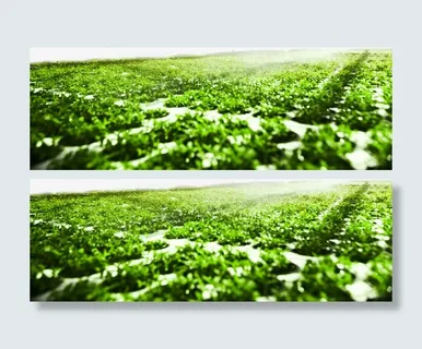 菜园温室免抠 菜园温室免抠