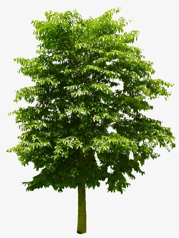 植物大树装饰元素免抠