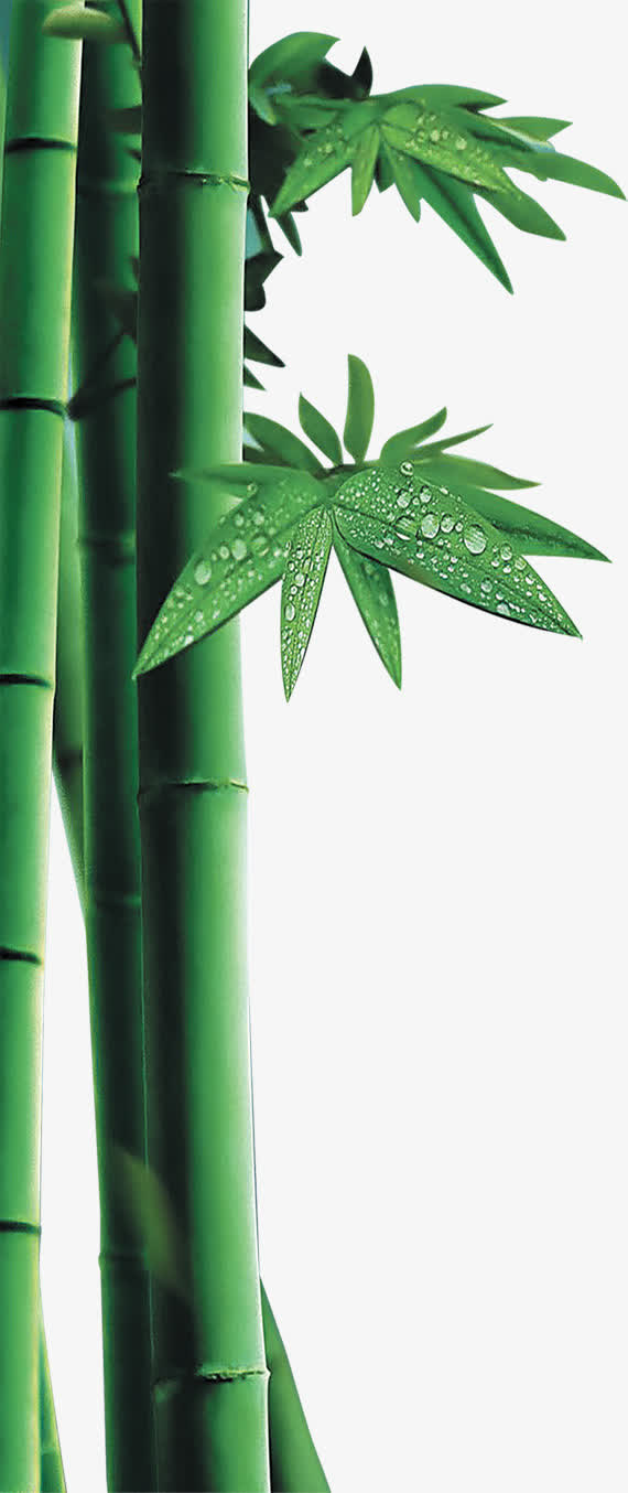 翠绿竹林免抠