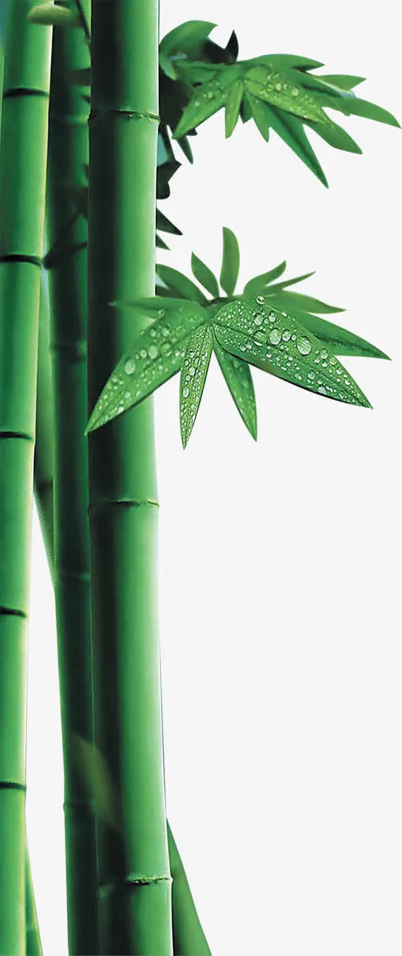 翠绿竹林免抠