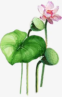 荷花免抠