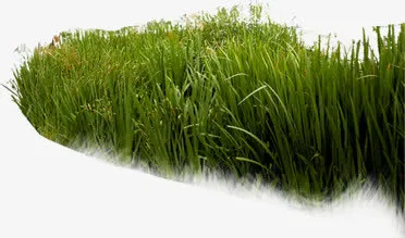 生态公园芦苇小河免抠