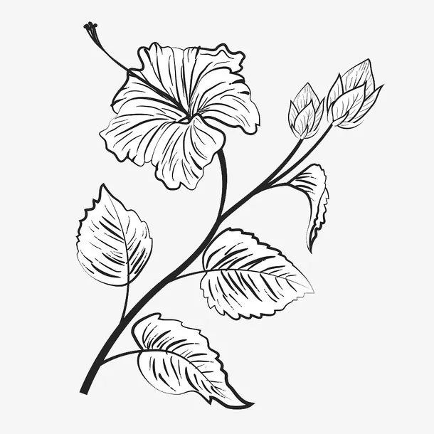 手绘插图树枝叶花朵免抠