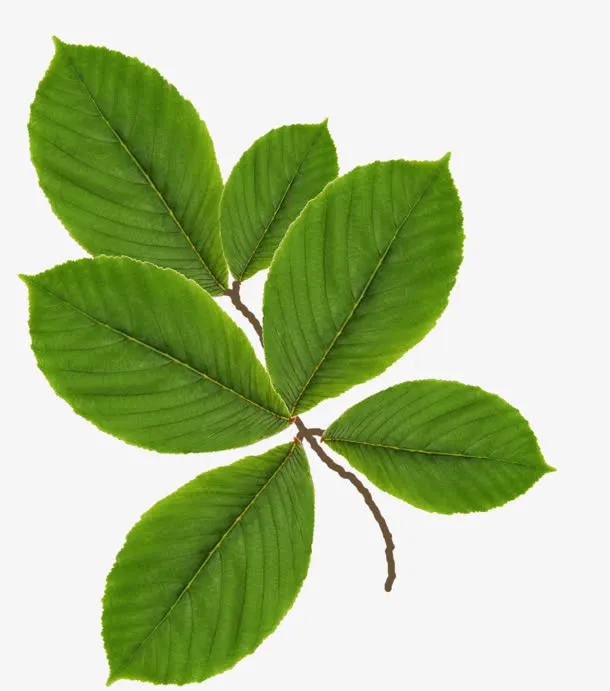 绿色绿叶树枝免抠