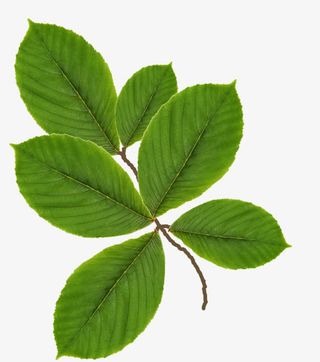 绿色绿叶树枝免抠