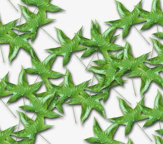 春天树叶景色免抠