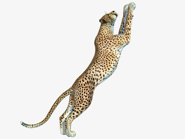 飞扑的猎豹免抠免抠