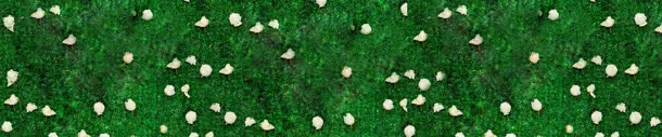 绿色草地免抠