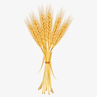 一簇淡黄色的小麦穗免抠