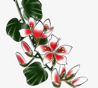 含笑花开图片素材免抠