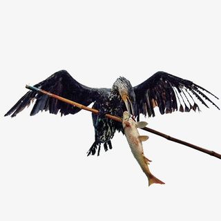 捕到鱼的鸬鹚免抠