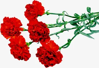 鲜艳的花朵免抠