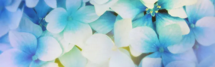 蓝色花朵背景高清