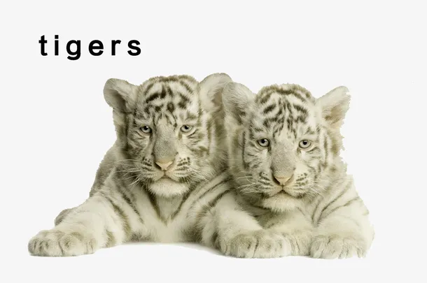 两只白老虎动物胡须眼睛耳朵爪子免抠