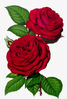 花卉背景素材手绘装饰