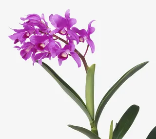 下载胡姬花免抠