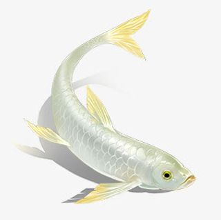 白色喜庆金鱼造型免抠