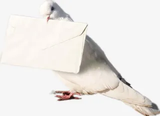 叼着信的鸽子免抠