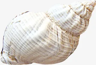 贝壳产品实物免抠