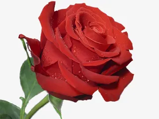 一朵玫瑰花免抠