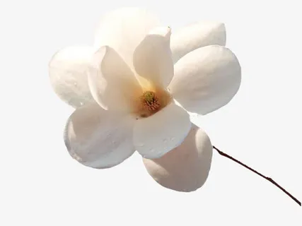 玉兰花白色玉兰花中国风素材漂浮免抠装饰植物元素 玉兰花白色玉兰花中国风素材漂浮免抠装饰植物元素