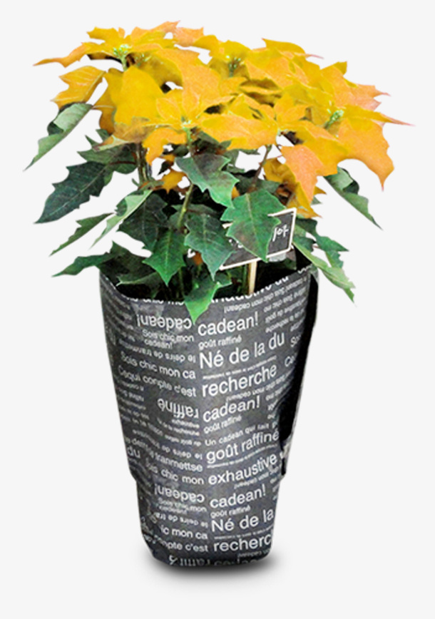 花卉黄色开花植物免抠
