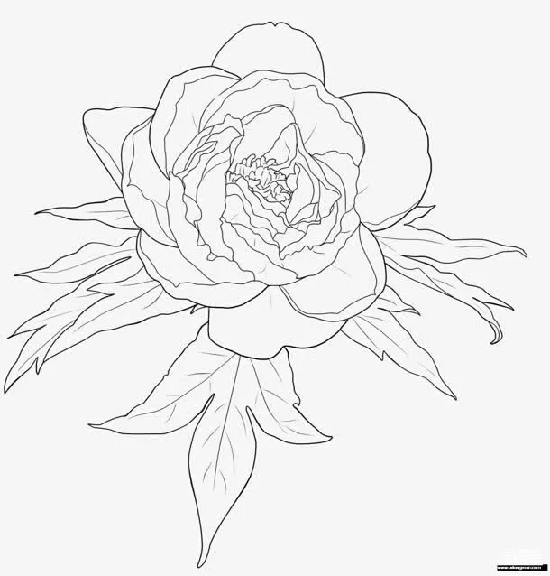 牡丹花黑白线稿画稿免抠