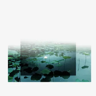 荷花荷叶池塘免抠