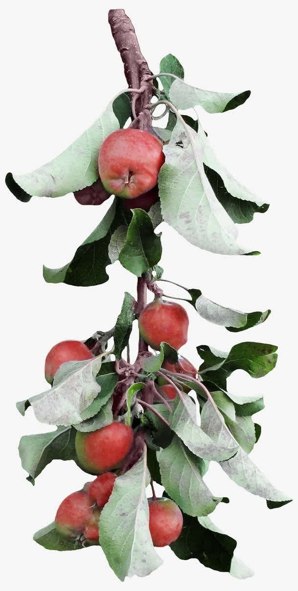 苹果免抠