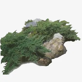 平面假山灌木免抠