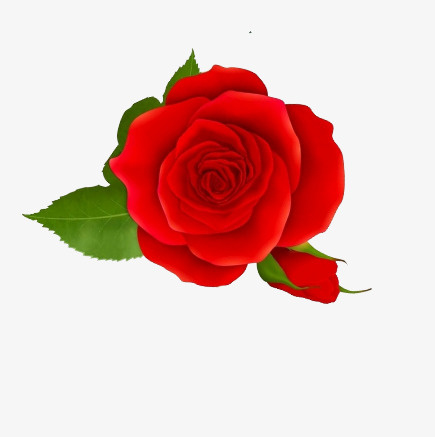 用于装饰的玫瑰花免抠