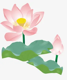 夏季荷花荷叶免抠