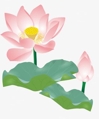 夏季荷花荷叶免抠