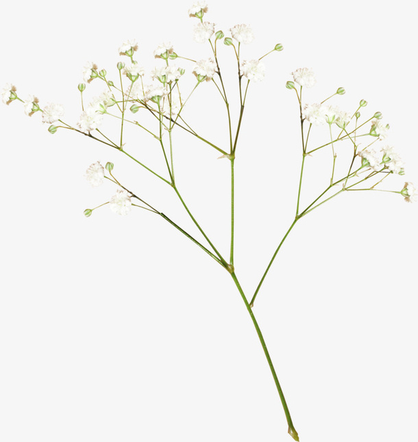 一枝花朵免抠
