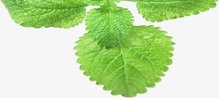 绿色春天唯美意境树叶免抠