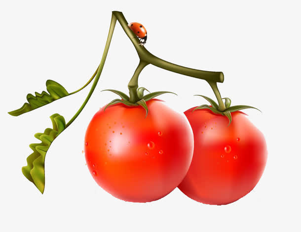 蔬菜免抠