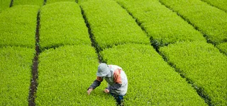 茶园背景图高清