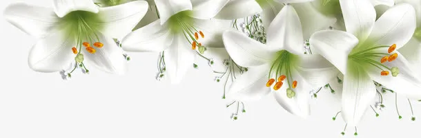 春天白色缤纷花朵免抠