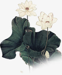 绿色荷叶荷花美景免抠