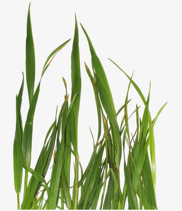 一簇水草免扣免抠