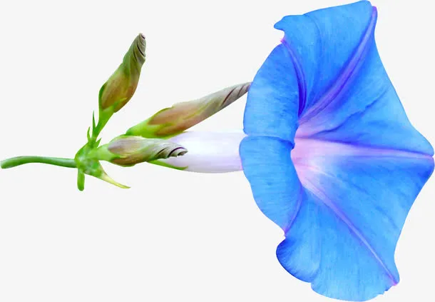 牵牛花免抠