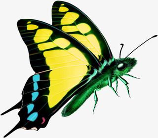 春天蓝黄色蝴蝶装饰免抠