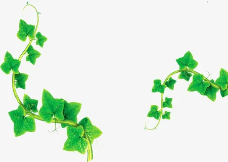 绿色藤蔓素材免抠