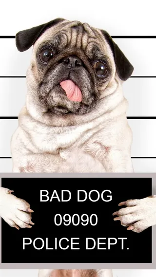 可爱萌狗H5背景高清